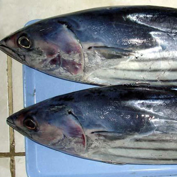 Muzlatilgan Skipjack Tuna Butun Round