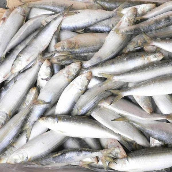 Sardina butun dumaloq