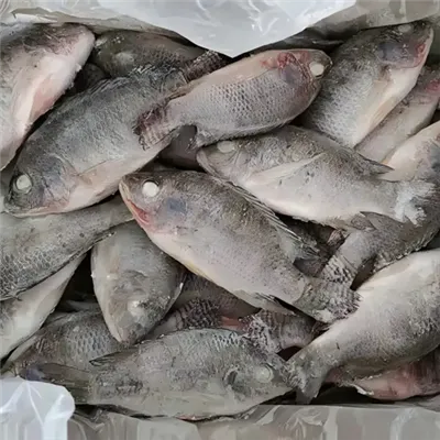 Sous videoni muzlatilgan tilapia